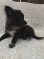Minnie, a female Pomchi for sale in Tacoma, WA – 8 of 9