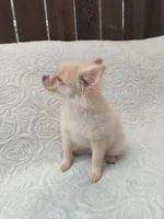 Teddy , a male Pomchi for sale in Tacoma, WA – 3 of 9