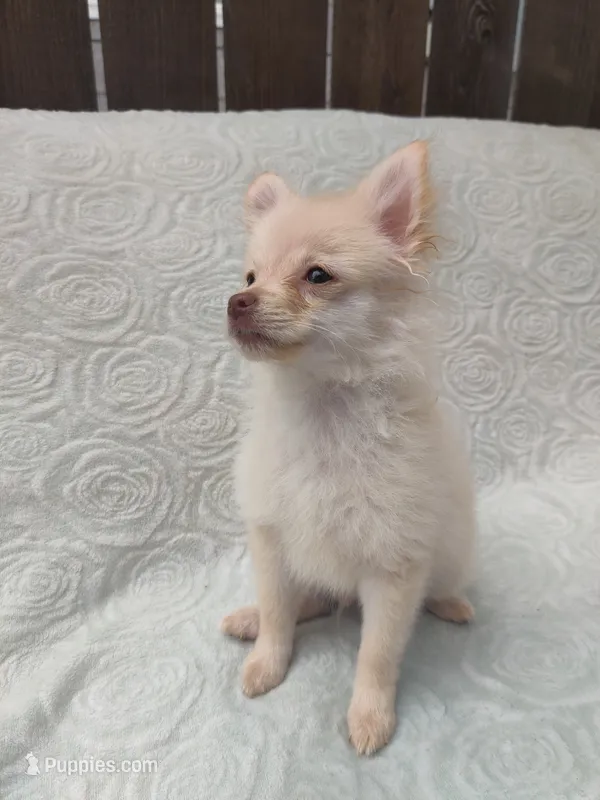 Teddy  – Pomchi puppy on hold in Tacoma, WA