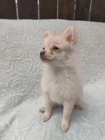 Teddy , a male Pomchi for sale in Tacoma, WA – 1 of 9