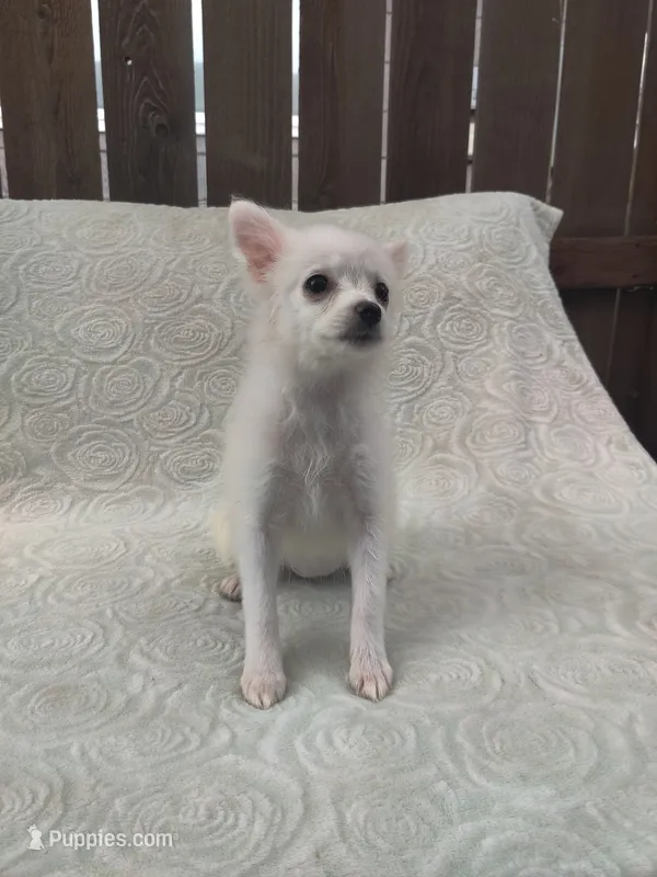 Sugar – Pomchi puppy for sale in Tacoma, WA