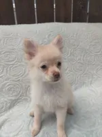 Teddy , a male Pomchi for sale in Tacoma, WA – 7 of 9