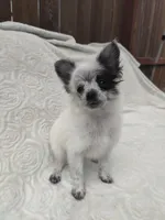 Oreo, a male Pomchi for sale in Tacoma, WA – 5 of 8