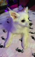 Sugar, a female Pomchi for sale in Tacoma, WA – 5 of 9