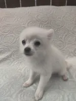 Mickey, a male Pomchi for sale in Tacoma, WA – 10 of 10
