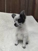 Oreo, a male Pomchi for sale in Tacoma, WA – 4 of 8