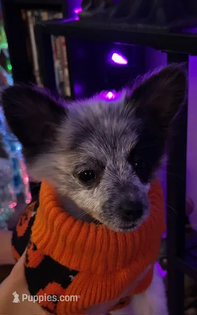 Oreo – Pomchi puppy for sale in Tacoma, WA