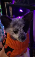 Oreo, a male Pomchi for sale in Tacoma, WA – 1 of 9