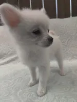 Mickey, a male Pomchi for sale in Tacoma, WA – 7 of 10