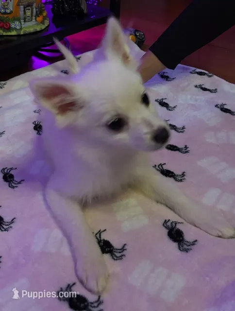 Sugar – Pomchi puppy for sale in Tacoma, WA