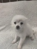 Mickey, a male Pomchi for sale in Tacoma, WA – 2 of 10