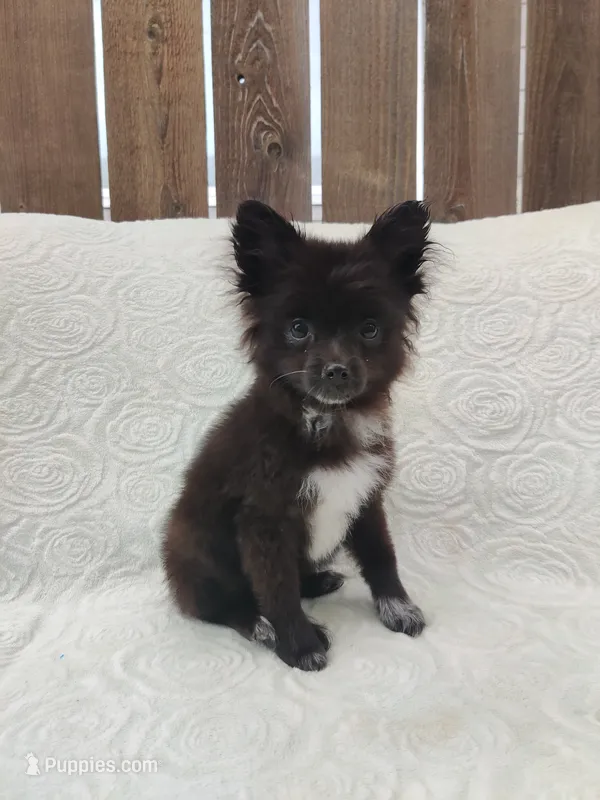 Minnie – Pomchi puppy for sale in Tacoma, WA