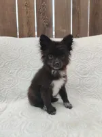 Minnie, a female Pomchi for sale in Tacoma, WA – 1 of 9
