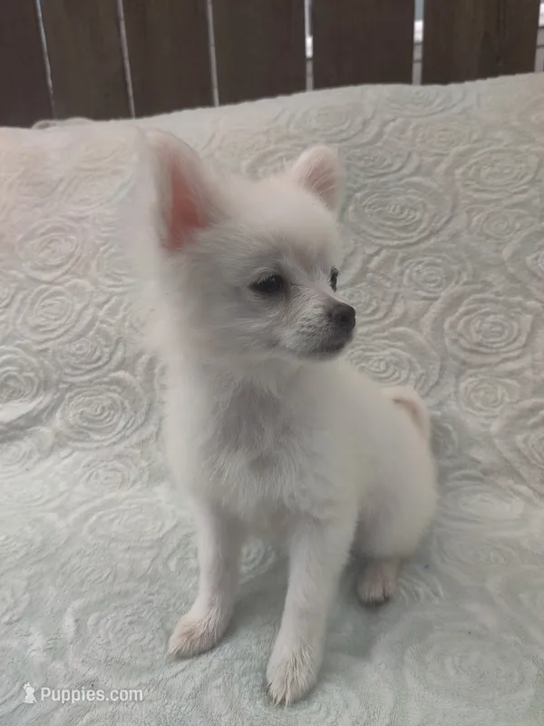 Mickey – Pomchi puppy for sale in Tacoma, WA
