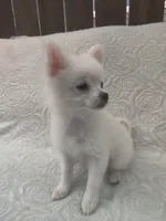 Mickey, a male Pomchi for sale in Tacoma, WA – 9 of 10