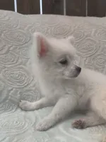 Mickey, a male Pomchi for sale in Tacoma, WA – 6 of 10