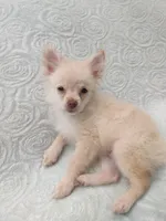 Teddy , a male Pomchi for sale in Tacoma, WA – 9 of 9