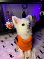 Mickey, a male Pomchi for sale in Tacoma, WA – 2 of 10
