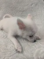 Sugar, a female Pomchi for sale in Tacoma, WA – 5 of 8