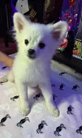 Mickey, a male Pomchi for sale in Tacoma, WA – 5 of 10
