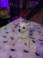 Sugar, a female Pomchi for sale in Tacoma, WA – 3 of 9