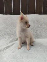 Teddy , a male Pomchi for sale in Tacoma, WA – 2 of 9
