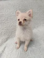 Teddy , a male Pomchi for sale in Tacoma, WA – 5 of 9