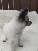 Oreo, a male Pomchi for sale in Tacoma, WA – 8 of 8