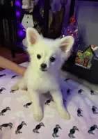 Mickey, a male Pomchi for sale in Tacoma, WA – 1 of 10
