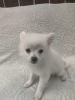 Mickey, a male Pomchi for sale in Tacoma, WA – 4 of 10