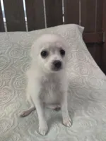 Sugar, a female Pomchi for sale in Tacoma, WA – 4 of 8