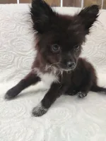 Minnie, a female Pomchi for sale in Tacoma, WA – 7 of 9