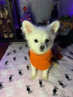 Mickey, a male Pomchi for sale in Tacoma, WA – 3 of 10