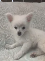 Mickey, a male Pomchi for sale in Tacoma, WA – 5 of 10