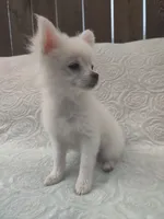 Mickey, a male Pomchi for sale in Tacoma, WA – 3 of 10