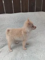 Teddy , a male Pomchi for sale in Tacoma, WA – 4 of 9