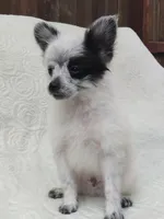 Oreo, a male Pomchi for sale in Tacoma, WA – 2 of 8
