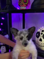 Oreo, a male Pomchi for sale in Tacoma, WA – 4 of 9