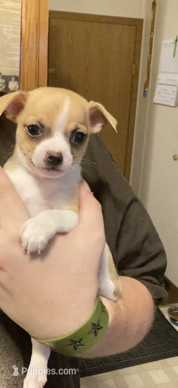 Smoky or name him yourself 989-492-3405 – Chihuahua Puppy