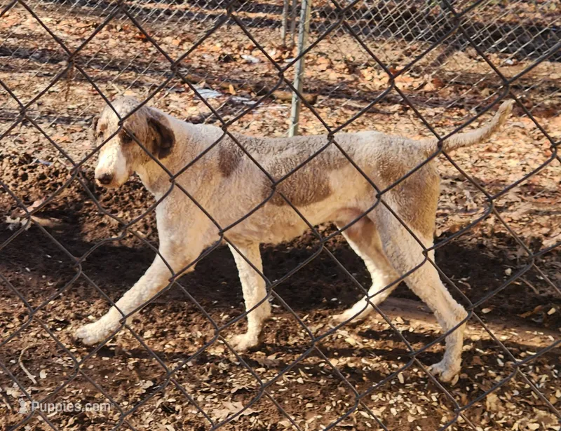 Abraham, a male Poodle - Standard  for sale in Goochland, VA – Photo 1 of 1