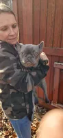 Dior, a female French Bulldog for sale in Goochland, VA – Photo 2 of 2