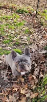 Spike, a male French Bulldog for sale in Goochland, VA – Photo 1 of 2