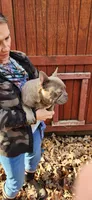 Lacy, a female French Bulldog for sale in Goochland, VA – Photo 1 of 2