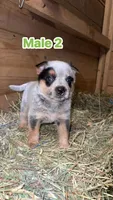 AKC registered Australian cattle dog male , a male Australian Cattle Dog for sale in Reynoldsville, PA – 2 of 3