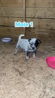 Registered AKC Australian cattle dog male, a male Australian Cattle Dog for sale in Reynoldsville, PA – 3 of 3