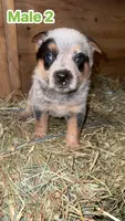 AKC registered Australian cattle dog male , a male Australian Cattle Dog for sale in Reynoldsville, PA – 3 of 3