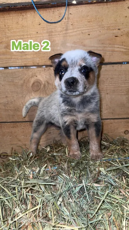 AKC registered Australian cattle dog male  – Australian Cattle Dog puppy for sale in Reynoldsville, PA