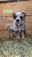 AKC registered Australian cattle dog male , a male Australian Cattle Dog for sale in Reynoldsville, PA – 1 of 3