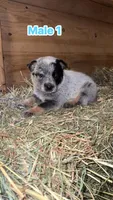 Registered AKC Australian cattle dog male, a male Australian Cattle Dog for sale in Reynoldsville, PA – 2 of 3