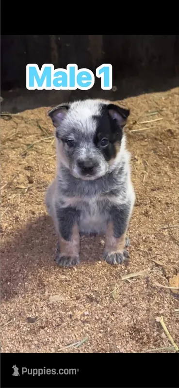 Registered AKC Australian cattle dog male – Australian Cattle Dog puppy for sale in Reynoldsville, PA